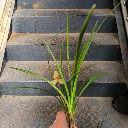 施甸县莲瓣兰永昌金荷精品壮苗