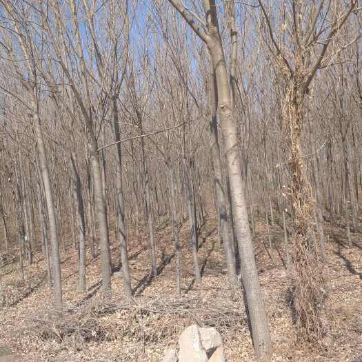 定兴县白蜡树，直径5至10厘米2500棵，单价10元，净地一棵不留