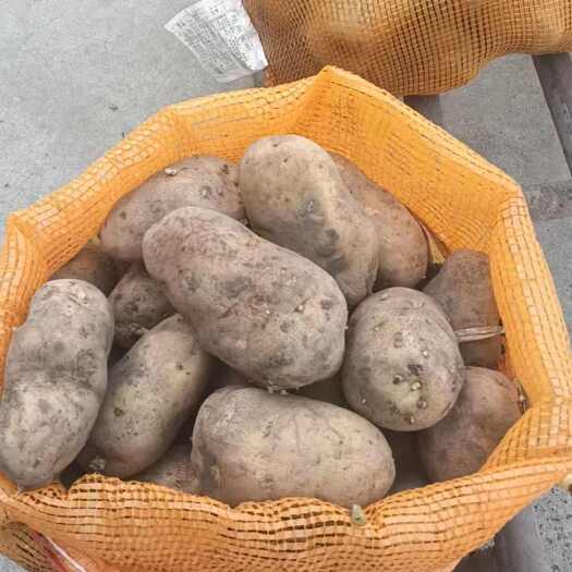 肥城市荷兰15土豆种，泰安肥城直发 质量保证