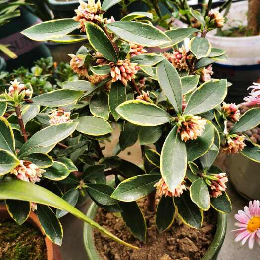 保靖县瑞香花，天然香花