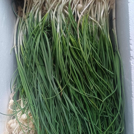 纯野生野蒜小根蒜薤白车前草荞头2斤/件包邮