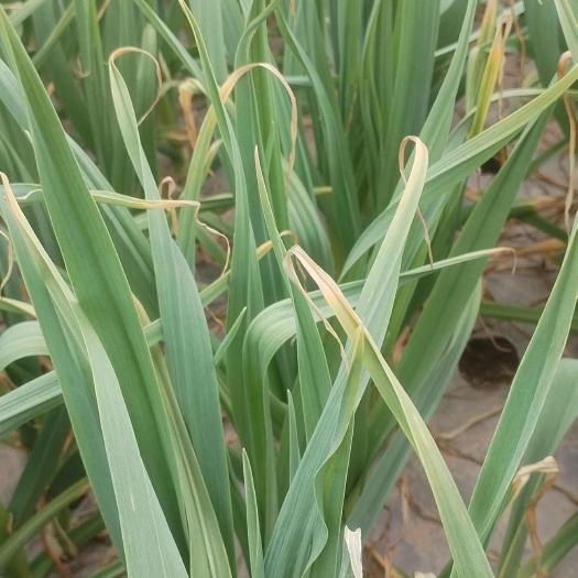 丰县红根蒜苗香辣适口，无农药的绿色蔬菜。