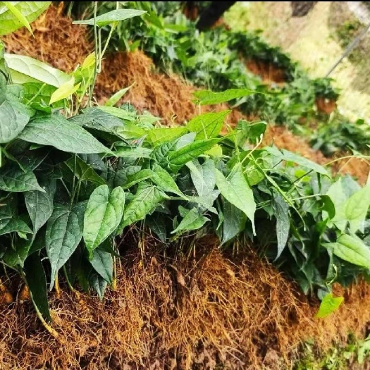 北川县金果榄苗 地苦胆苗 驯化苗 金果榄种籽 地苦胆种植苗