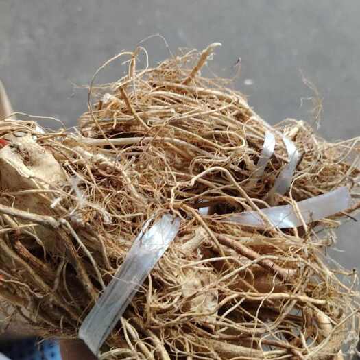 东莞市五指毛桃，扎把/节都有，味道香，煲汤靓货