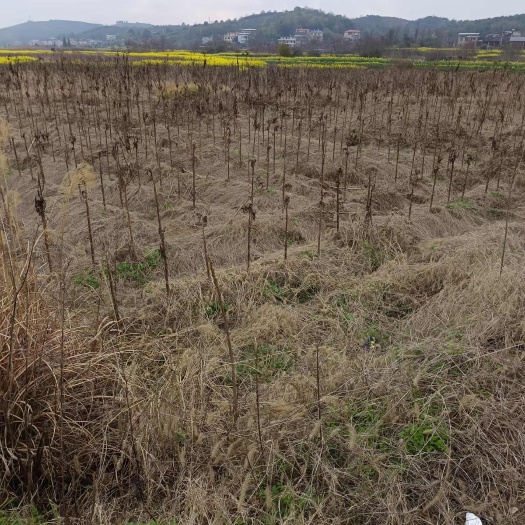 湖南衡阳地区  旱田  村集体资源出租