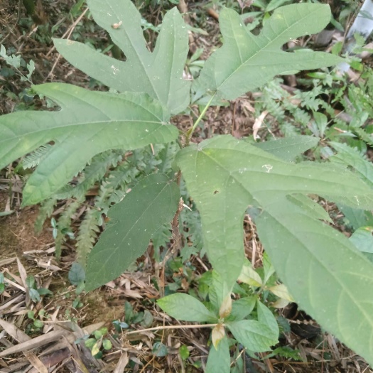 大山的五指毛桃