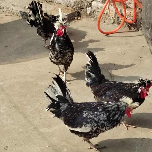 宁阳县一年的贵妃鸡200元一只，，公鸡大概4斤左右