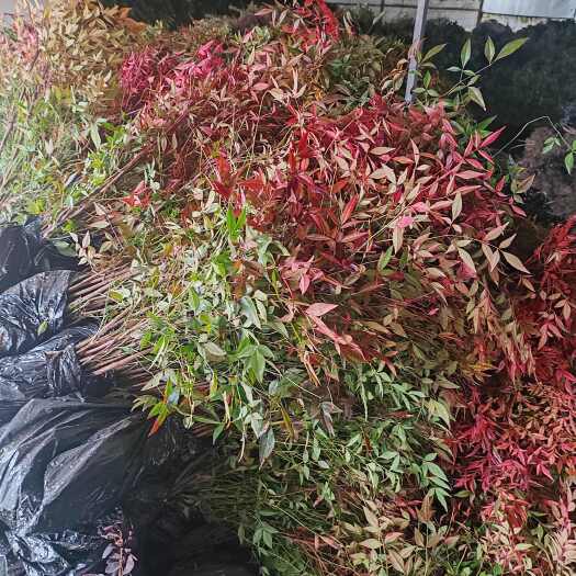 沭阳县基地大量出售高度40-60厘米红天竹