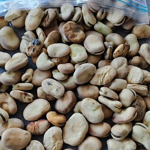 豆瓣料新疆比重色选中片,大片,羊眼豆等比重色选
