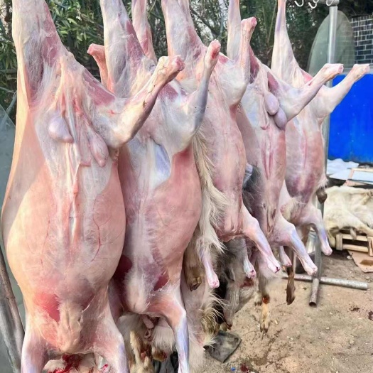东营羊肉 烤全羊 去头蹄净腔子 羊酮体 白条羊 厂家直销一只起发