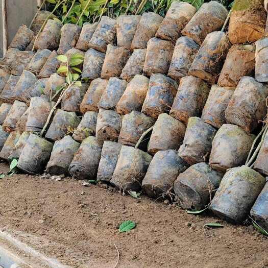 金花茶树苗金花茶茶征地树苗40公分到一米高