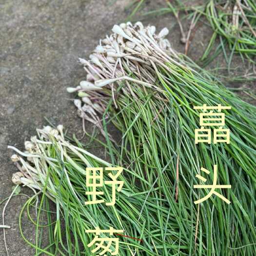 遂川县野藠头，野葱