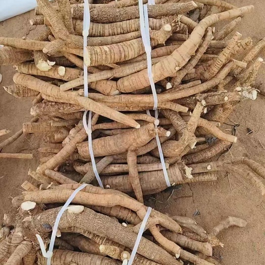 小叶牛大力，小叶牛大力特大统货，千亩牛大力现挖，跑江湖热销