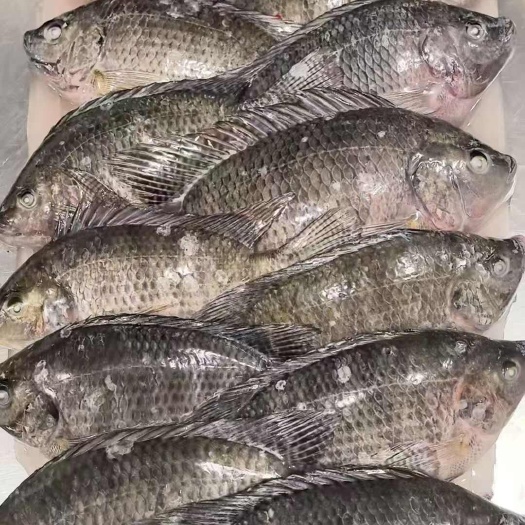 广州罗非鱼