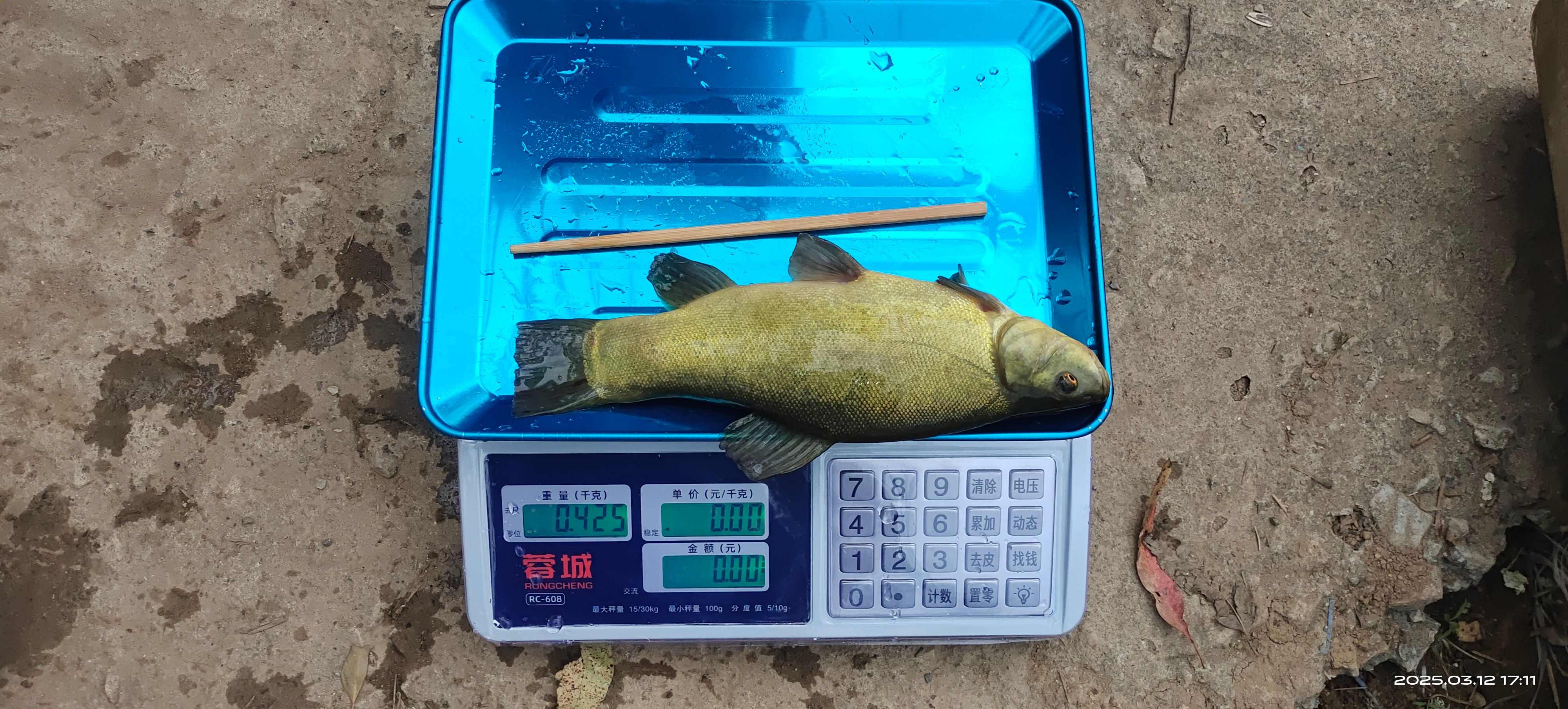 丁桂魚
