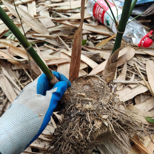 清远清远麻竹笋竹头苗1棵起拍包邮 电商专用产地一件代发