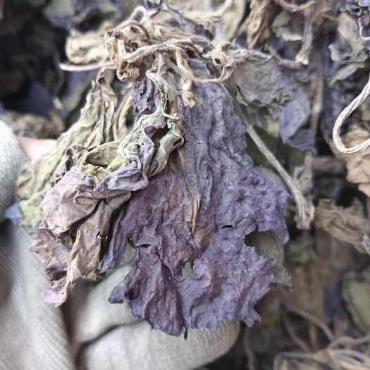 紫苏叶 苏叶实物拍摄 自然风干 品质佳 价格优 鲁赣药材批发