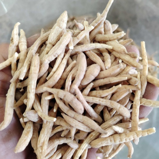 太子参中药材 广东东莞发货 新鲜根茎类药材 优质货源