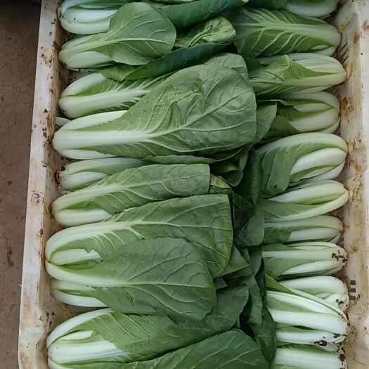 昆明小白菜