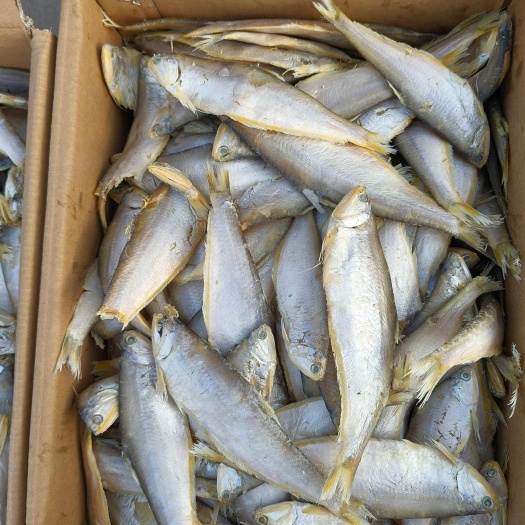 滨州马口，咸鱼系列，