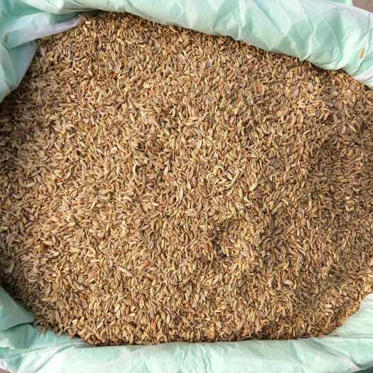 西安印度小茴香99%新标