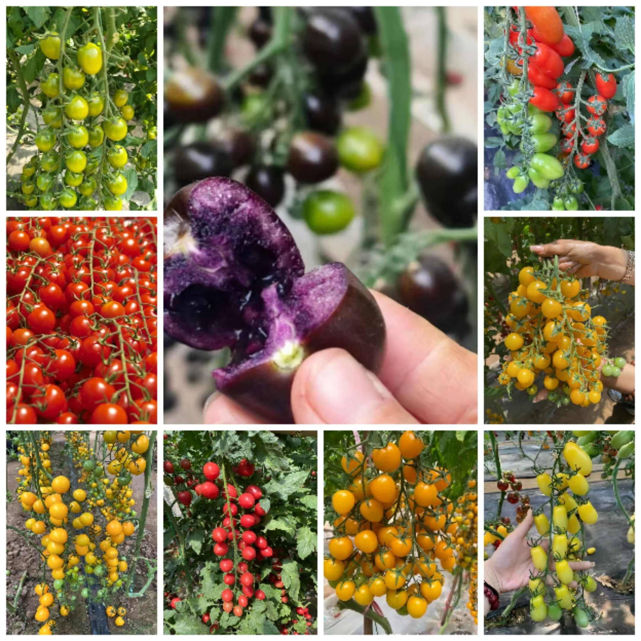 各种小番茄苗,圣女果苗,水果番茄苗,糖度高,口感好