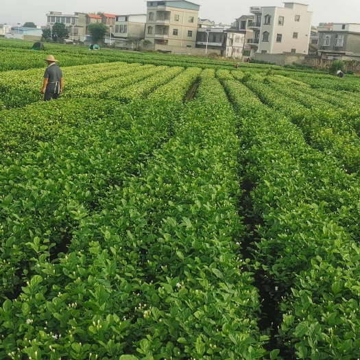 横州市茉莉花苗（1年苗，两年苗）