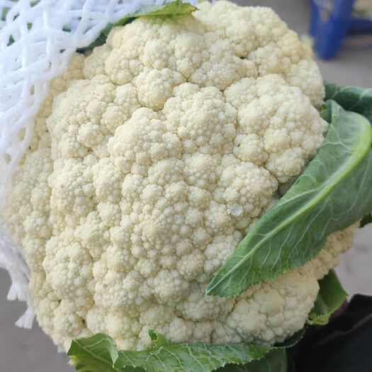 单县花菜大量开始上市