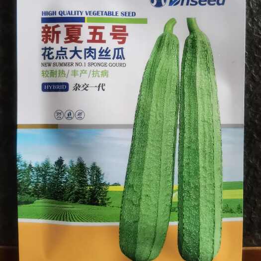 新夏五号丝瓜种子 较耐寒，稍耐热 大花点 长32～40厘米
