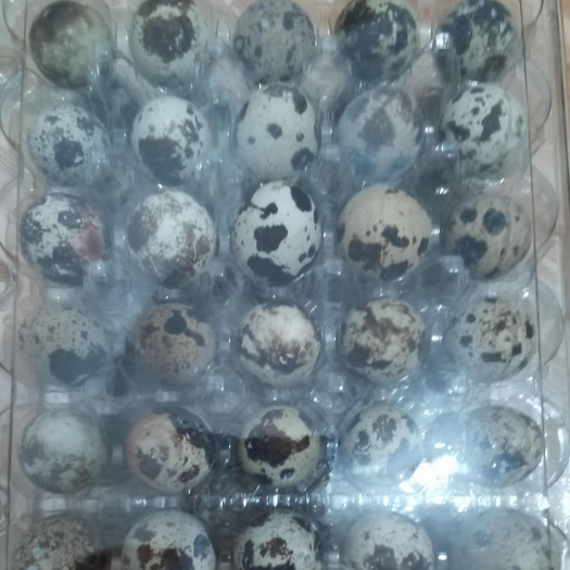 古蔺县农家纯粮食喂养鹌鹑蛋