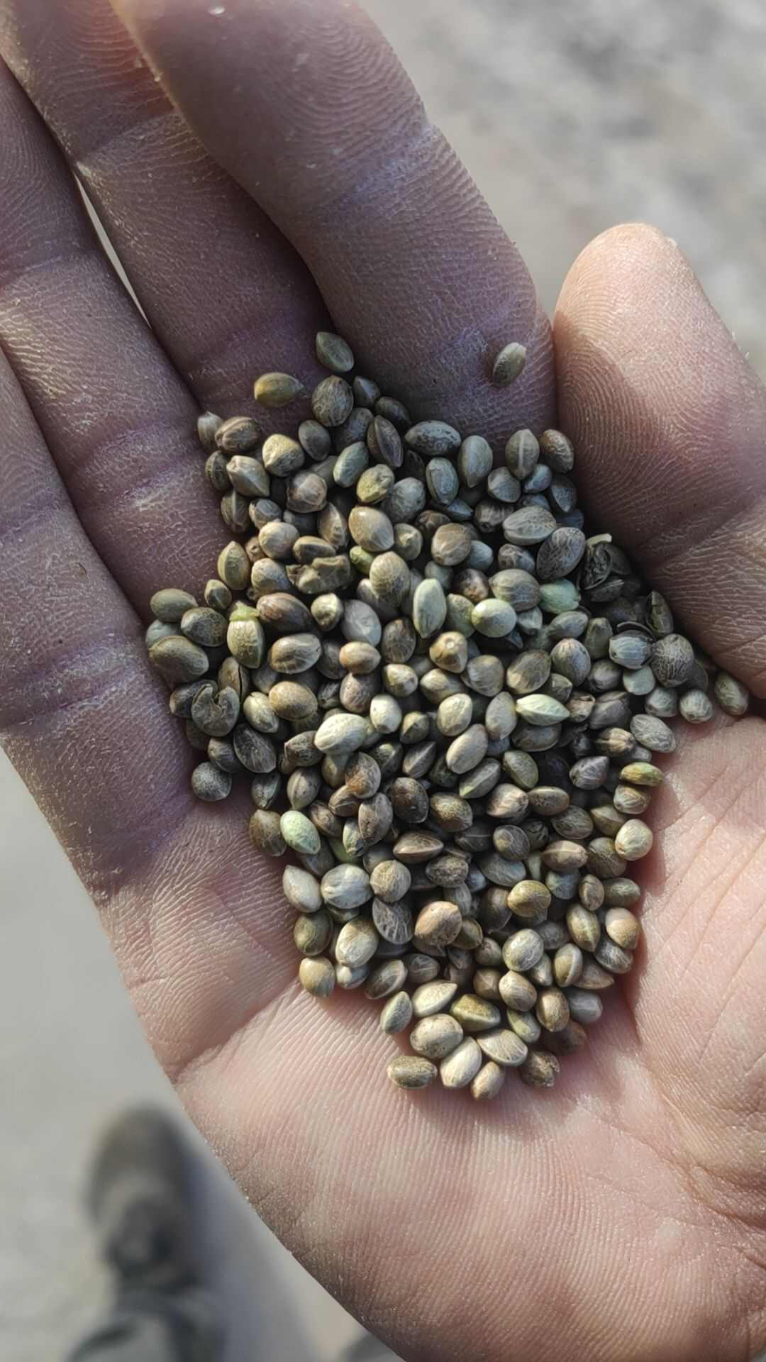 火麻籽 麻籽，火麻，鸟粮，榨油，净货