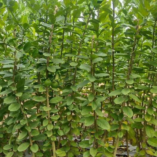 广州广州从化广东香水柠檬苗2至3年大苗，当年挂果苗