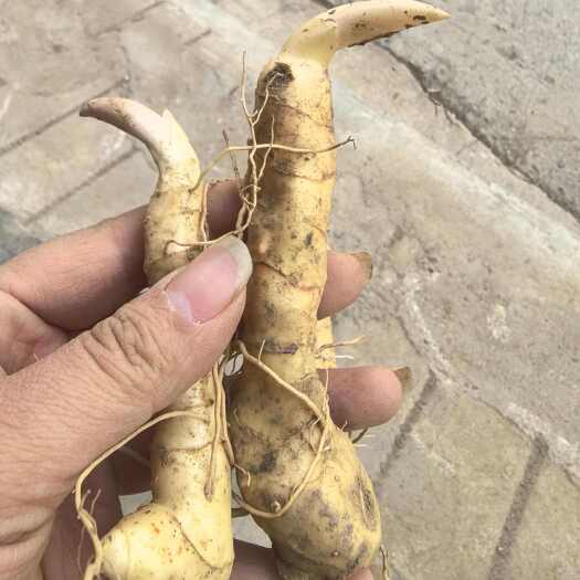 商洛鸡头黄精带芽块茎新鲜甜黄精块茎苗三年鸡头黄精