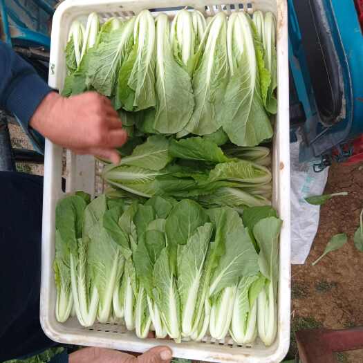 邓州市快菜