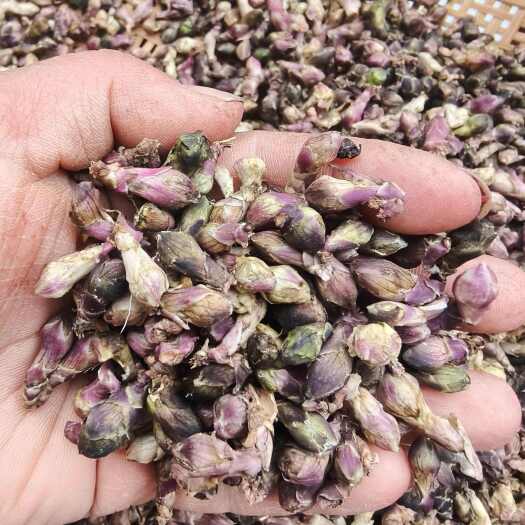 康县甘肃无梗款冬花清洗干净没有杂质(精品货)