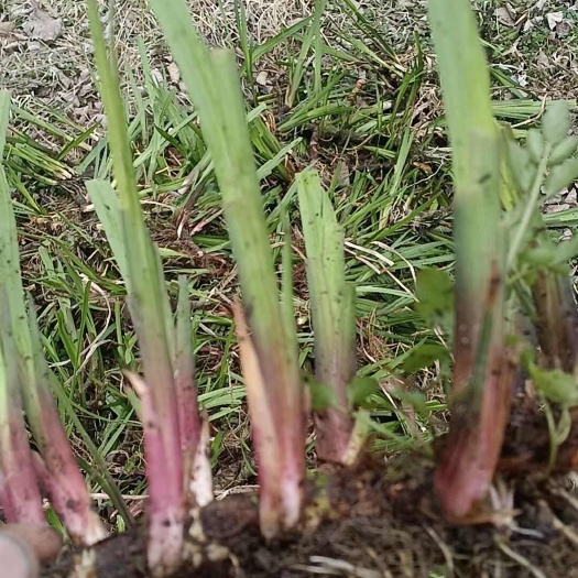 微山县水菖蒲，臭蒲