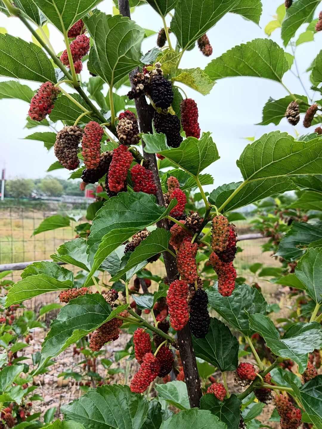果桑大十当年结果现挖现发根系发达