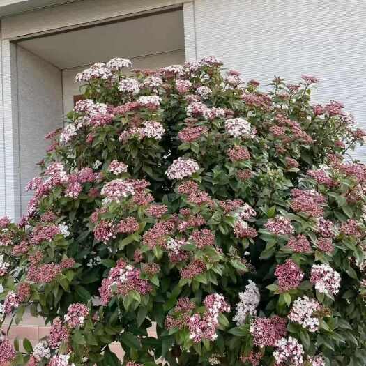 昆明地中海荚迷袋苗 耐寒-25° 用于园林工程绿化 全国都可发货