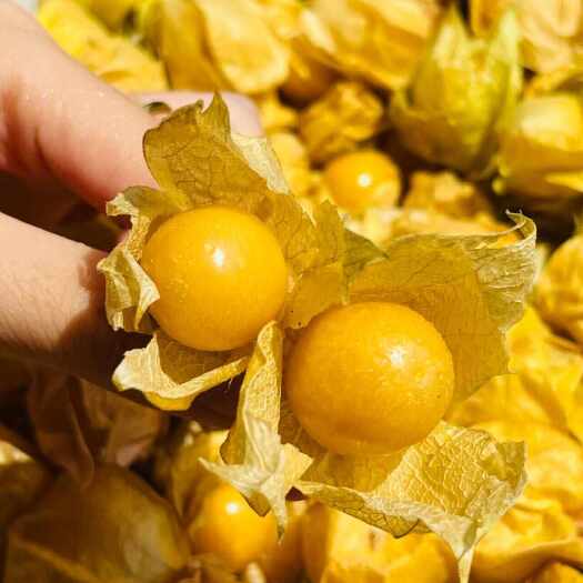 昆明灯笼果，酸甜可口，柔软多汁，脆嫩细腻