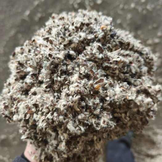 石河子市新疆优质棉籽壳 一手货源