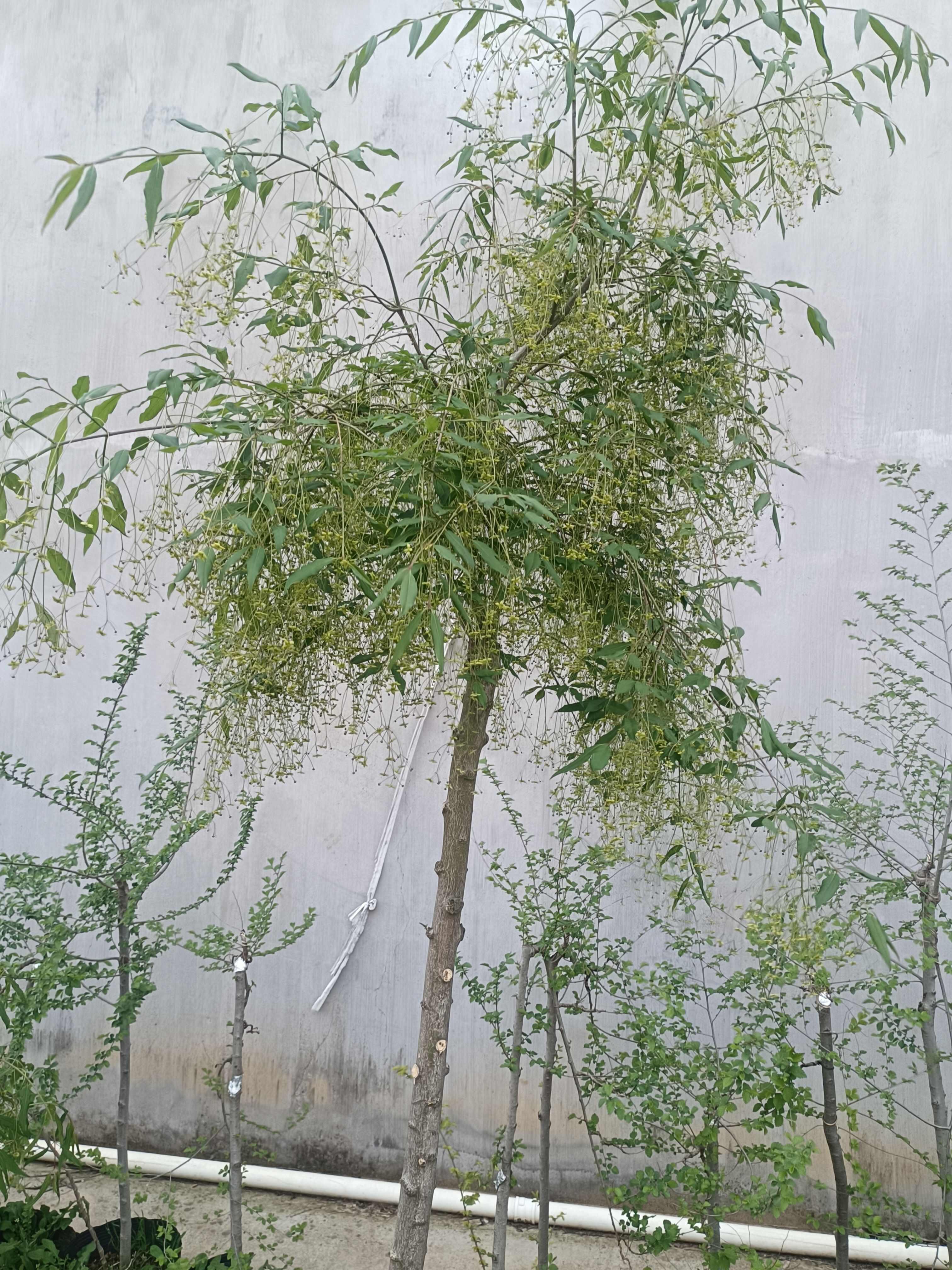金丝吊蝴蝶树苗金线吊蝴蝶庭院盆栽大型耐寒绿化风景树金丝吊蝴蝶