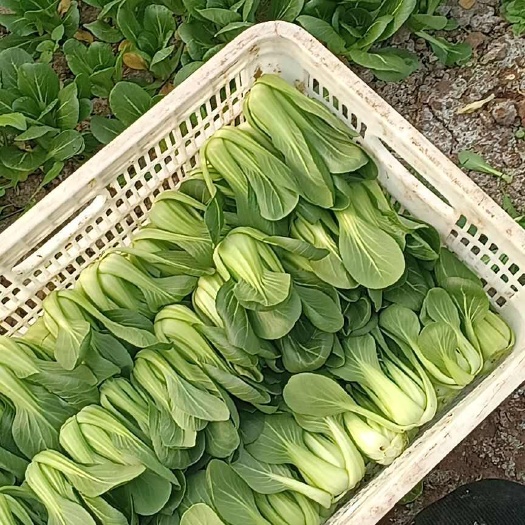 靖江市出售上海青 毛白菜 生菜等各种新鲜蔬菜 产地直发 量大从优