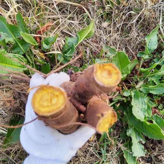 庐江县土大黄，需要的电话联系