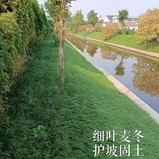 郴州麦冬草细叶麦冬 沿阶草基地直销 根须发达 四季常青