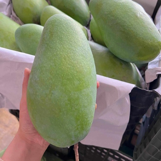 昆明大青芒，浓郁甜蜜，清新不腻，果肉Q弹爽滑