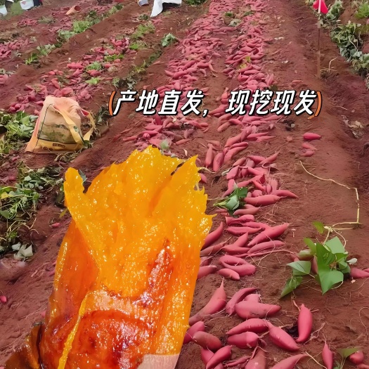 徐闻县西瓜红红薯产地大量有货对接全国电商批发市场大型商超规格齐全