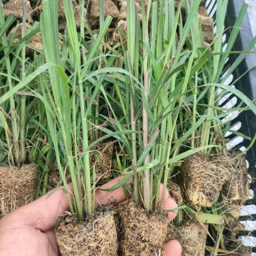 博白县黄皮甘蔗苗，组培苗，黄金甘蔗杯苗