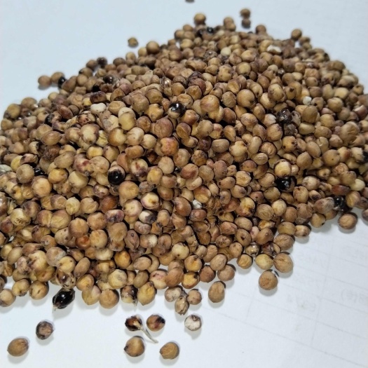 南阳产地直发东北酿酒用红高粱，颗粒饱满淀粉含量高