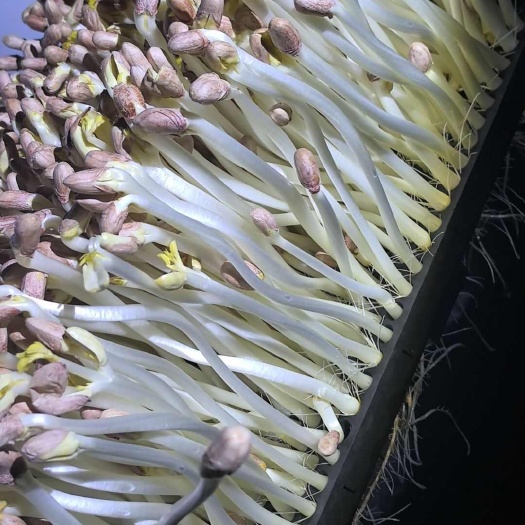 花生芽芽苗菜