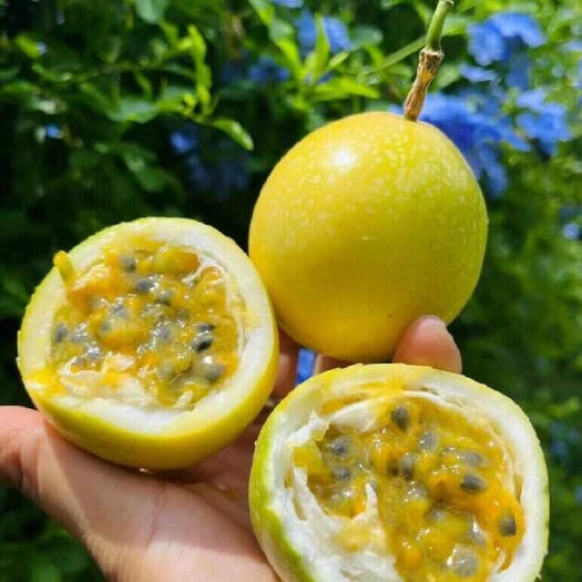 昆明百香果钦蜜九号，纯甜不酸，汁水丰富，果肉饱满，一口爆汁